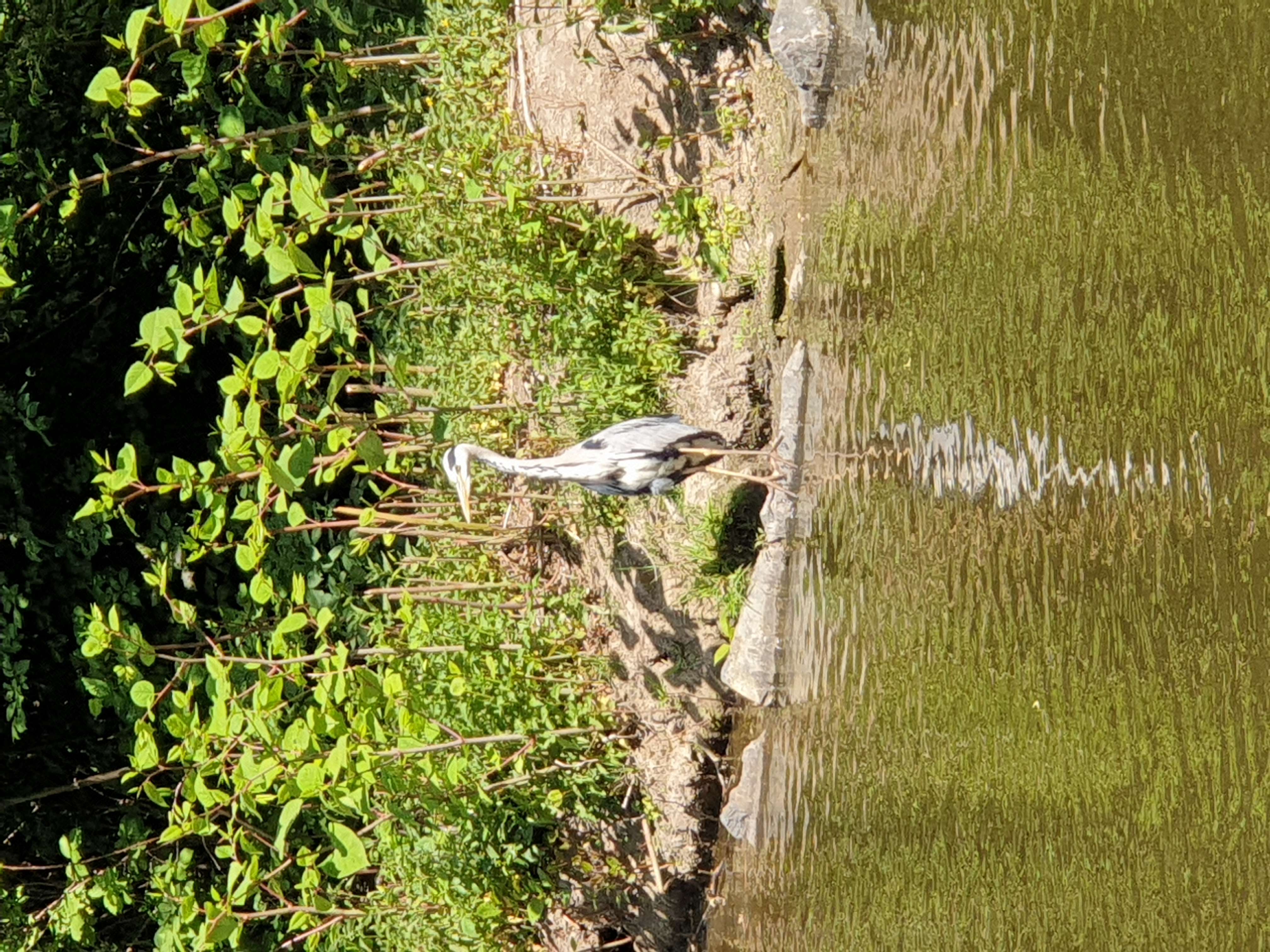 Volavka ve Stromovce