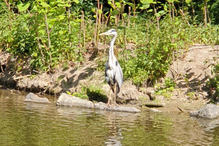 Volavka ve Stromovce